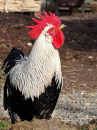 Maybe you would like to learn more about one of these? Rooster Chicken Farm Morning Hd Mobile Wallpaper Peakpx