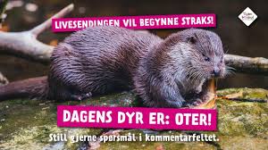 369 likes · 1 talking about this. Dagens Dyr Fra Dyreparken 24 April Oter Youtube