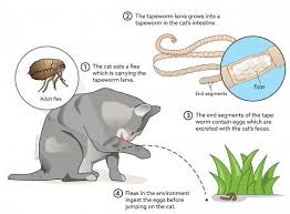 There are two types of worms commonly found in cats: Tapeworm Infection In Cats Vca Animal Hospital
