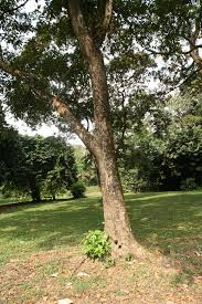 Image result for Lonchocarpus