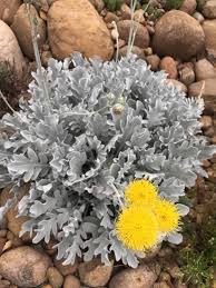 Image result for Centaurea ragusina