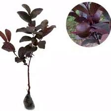 Rupanya memang ada di baturajajambu biji merah australia ini saya l;ihat tidak sengaja ketika berkunjung di salah satu lokasi di baturaja.dan.saya belum be. Jual Bibit Tanaman Buah Jambu Biji Merah Atau Jambu Kristal Australia Terbaru Juli 2021 Blibli