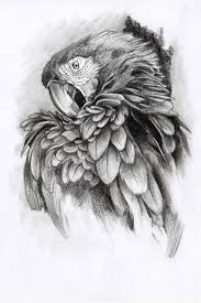 Found On Bing From Www Pinterest De Pencil Drawings Of Animals Parrots Art Parrot Drawing Realistic figure drawing offers hundreds of beautiful figure drawings executed in sheppard's classical, timeless style.