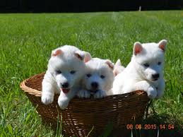 Their names were chosen from. Snow Wooly Husky Puppies For Sale