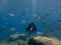 Cyprus Surrounded By A School Of Bream In Green Bay Protaras Diving With Dive In Larnaca Diving Fish Pet Larnaca