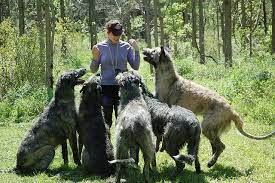 The Biggest Dogs In The World There Be Giants Big Dogs Giant Dogs Irish Wolfhound
