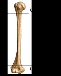 Image result for Humerus Bone