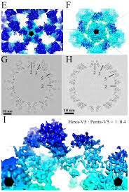 Résultat de recherche d'images pour "virus capsid electron rendering"