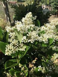 Check spelling or type a new query. Wax Leaf Privet Ligustrum Japonicum Texanum Chew Valley Trees