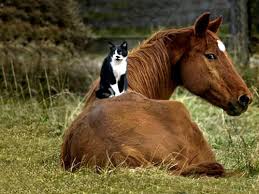 Image result for smieszne konie gify