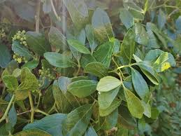 Image result for Rhoicissus digitata