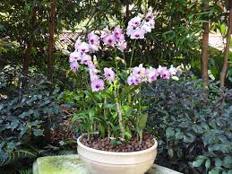 Vip Orchids Named After Prime Minister Sheikh Sabah Al Ahmed Kuwait On 20 7 2004 Orchids Plants Greatful