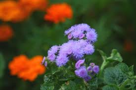 Quite a few cutting flower favorites seem to fit the deer resistant annuals category, such as zinnia, shirley poppy, larkspur, sunflower, tall 20.08.2016 · the list of flowers deer won't eat include, delphinium pacific giant king arthur the color of the flower is purple. Oh Deer They Have The Munchies Home And Garden Postandcourier Com