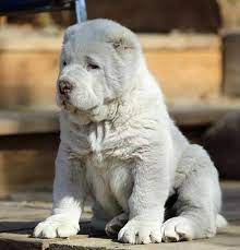 This breed is known for its fearlessness towards large predators. Kopek Turleri Akbas Sevimli Hayvan Yavrulari