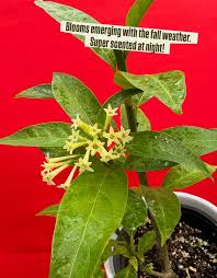 Image result for Cestrum nocturnum