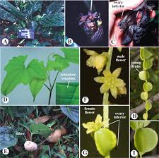 Image result for Dioscoreaceae