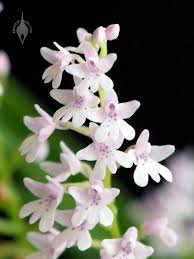 Image result for Stenoglottis