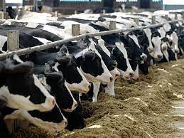 Zf Top 20 Cei Mai Mari CrescÄƒtori De Bovine Din Romania Familia Soneriu Pe Primul Loc Cu Un Efectiv De 1 755 De Capete