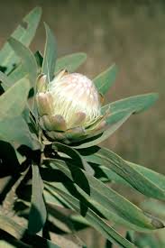 Image result for Protea gaguedi