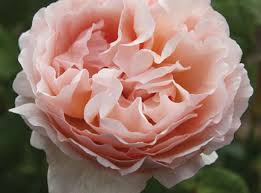 Maybe you would like to learn more about one of these? Rosa Princesse Charlene De Monaco Meidysouk J C Bakker Sons Ltd