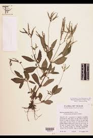 Image result for Loganiaceae