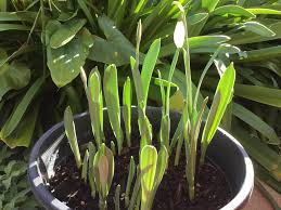 Image result for Agelanthus fuellebornii