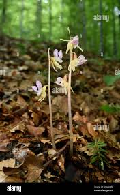 Image result for Epipogium