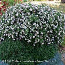 Daphne transatlantica eternal fragrance blafra. Daphne X Transatlantica Eternal Fragrance