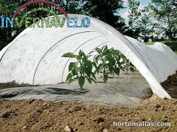 Maybe you would like to learn more about one of these? Protecting Your Tomatoes Against Cold Night With Invernavelo Frost Protection Blanket Hortomallas Supporting Your Crops