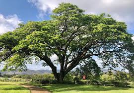 Image result for Samanea saman