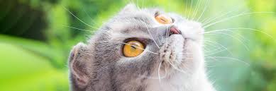 Here are some effective remedies which will treat conjunctivitis or pink. Cherry Eye Swelling In Pets Greencross Vets