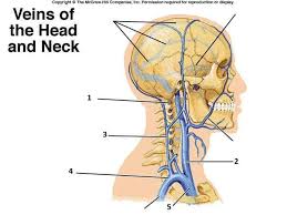 Other important bones in the shoulder include Veins Of The Head Neck And Shoulder Diagram Quizlet