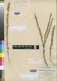 Image result for Melolobium