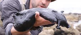 A natural phenomenon, warmer than average water is bringing large numbers into the san francisco bay this season. Beyond The Tide Black Sea Hare Inhabitat Green Design Innovation Architecture Green Building