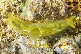 Image result for Isoglossa membranacea