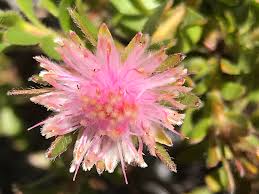 Image result for Distephanus divaricatus