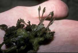 Image result for Podostemaceae