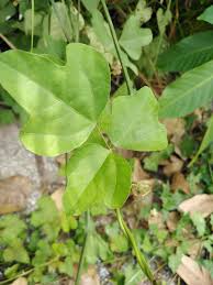 Image result for Psophocarpus scandens