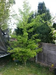 Thus you will recognize them by their fruits. Will This Spikey Pear Tree Ever Grow Fruit Gardening Landscaping Stack Exchange