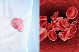 The spleen is an organ in the upper far left part of the abdomen, to the left of the stomach. How The Spleen Filters Blood Mit News Massachusetts Institute Of Technology