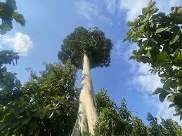 Image result for Sterculia appendiculata