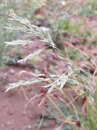 Image result for Eragrostis atrovirens