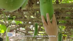 Kinh nghiệm trồng rau hữu cơ của người dân Thanh Đông