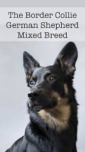 Before buying a german shepherd mix puppy and bringing them home, be sure to talk to the breeder about the other parent breed. A Complete Guide To The Border Collie German Shepherd Mix