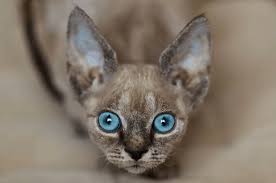 Raising fine quality devon rex. The Affectionate Pixie Ear Cat That S The Devon Rex Cat