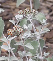 This would be cute if children make leaves before singing this song. Woolly Butterfly Bush Sierra Vista Growers