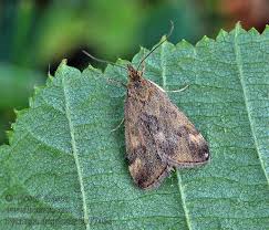 Image result for Pyrausta despicata
