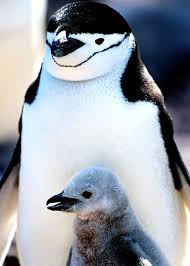 Find professional petrel fight videos and stock footage available for license in film, television, advertising and corporate uses. 51 Baby Penguin Photos Videos And Facts That Will Have You Saying Awwww Everywhere Wild