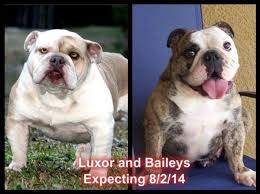For more information you may call at this number: Akc English Bulldog Sable Tri Color Blue Chocolate And Lilac Carrier For Sale In Tampa Florida Classified Americanlisted Com