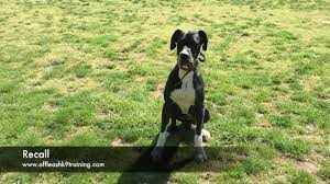 We are breeders of quality blue great danes in hampton roads virginia. 1 Year Old Fear Aggressive Great Dane Great Dane Dog Trainers In Virginia And Dc Youtube